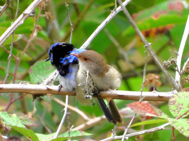 In Gippsland Country The superb fairywren is a passerine bird in the Australasian wren family, Maluridae, and is common and familiar across south-eastern Australia