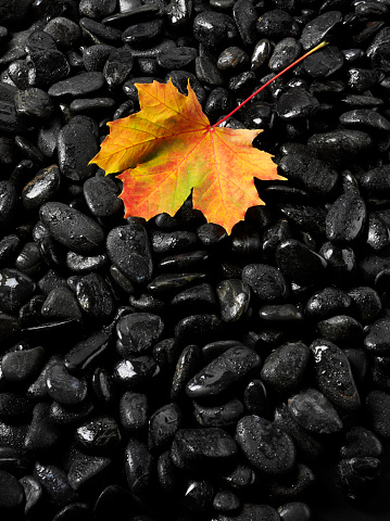 Colourful autumn leaf with rain drops on dark pebbles. Copy space