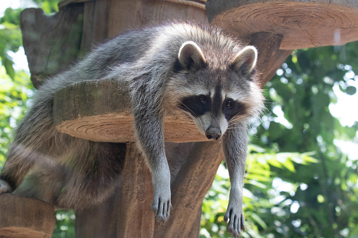 Funny pose of a a curious raccoon hanging on the wood bar and looking at the camera