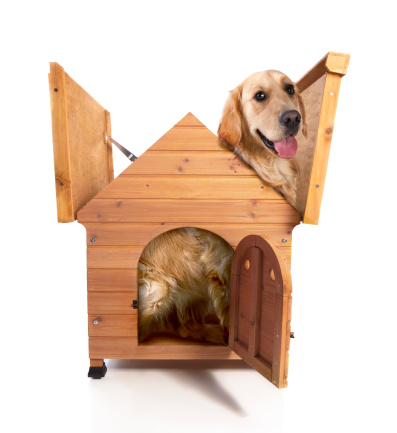 Big dog in a small kennel with the roof open