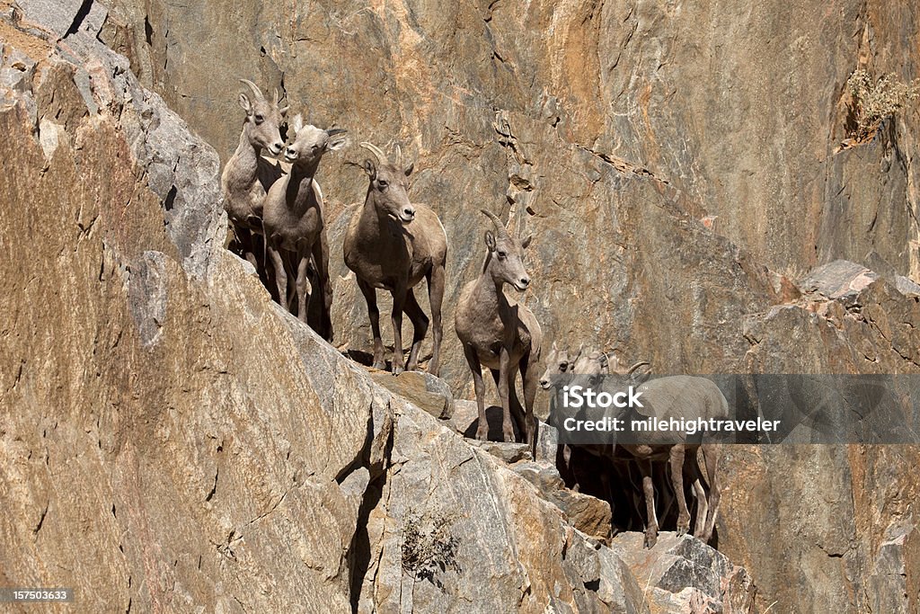Wild bighorn sheep herd on cliff face Waterton Canyon Littleton Colorado A herd of bighorn sheep lambs and ewes scale a rocky granite cliff face in Waterton Canyon outside Denver, Colorado. Animal Stock Photo