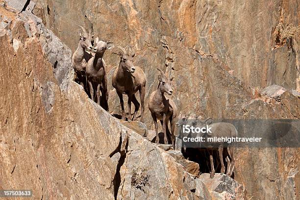 Wild Bighorn Sheep Herd On Cliff Face Waterton Canyon Littleton Colorado Stock Photo - Download Image Now