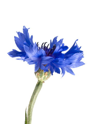 Close-up of a fresh bouquet of blue cornflower flowers