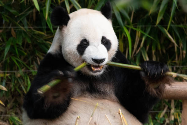 istock Happy Giant Panda in Korea, Le Bao 1575037276