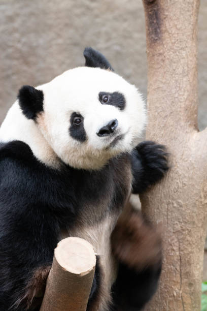istock Happy Giant Panda in Korea, Ai Bao 1575037322
