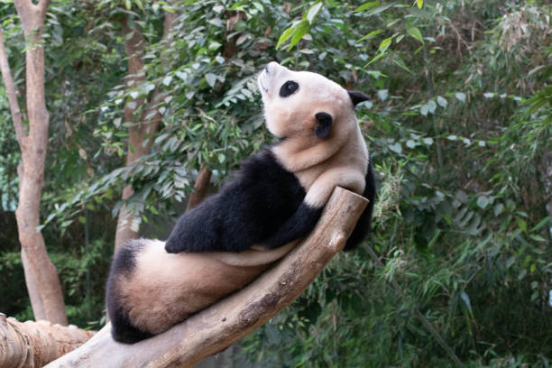 istock Happy Giant Panda in Korea, Le Bao 1575037326