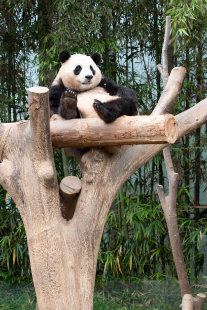 istock Happy Giant Panda in Korea, Fu Bao 1575037327