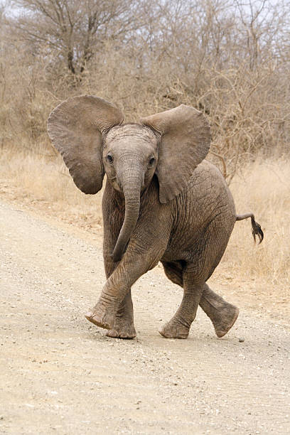 African elephant calf playing on a road stock photo