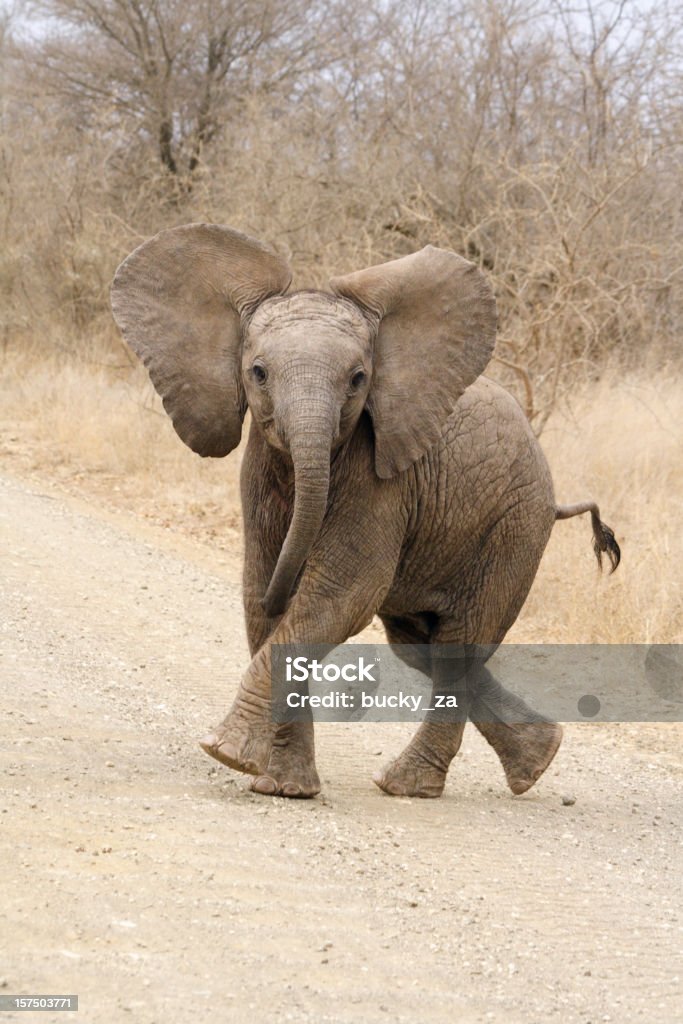 Filhote de elefante africano bonito tocando e tentar ameaçar domínio - Foto de stock de Filhote de elefante royalty-free