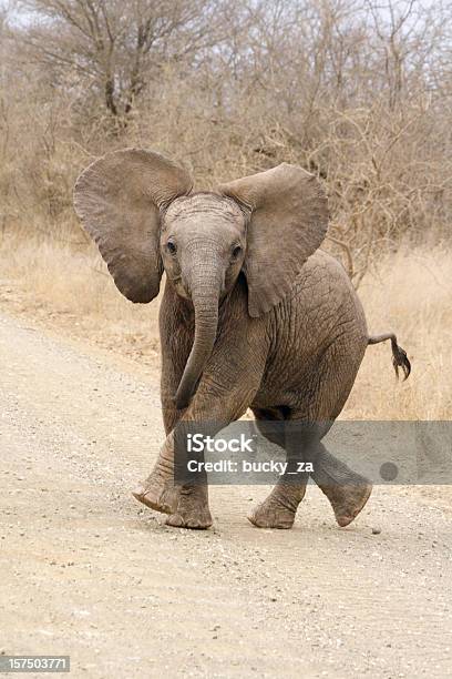 Foto de Filhote De Elefante Africano Bonito Tocando E Tentar Ameaçar Domínio e mais fotos de stock de Filhote de elefante
