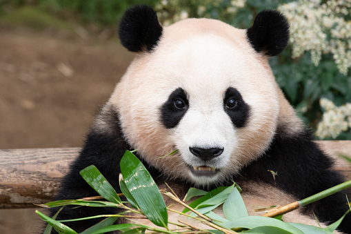 Close-up of China giant panda eating bamboo.