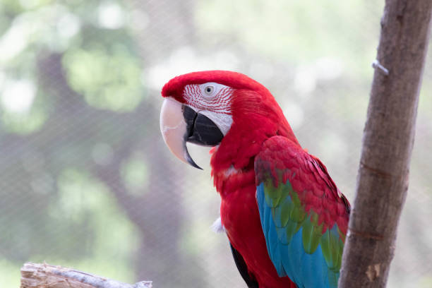 istock Close up beautiful Scarlet macaw (Ara ararauna) on the tree 1575037897