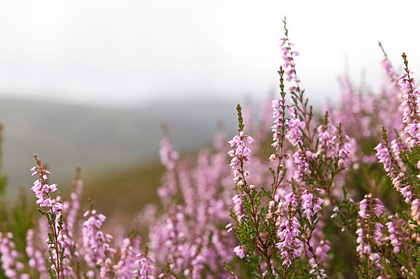 Wild Scottish Heather in the Highlands Heather in bloom in the hills of Scotland's Highlands. heather stock pictures, royalty-free photos & images