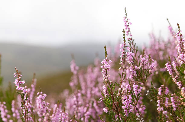 Wild Scottish Heather in the Highlands Heather in bloom in the hills of Scotland's Highlands. erica flower stock pictures, royalty-free photos & images