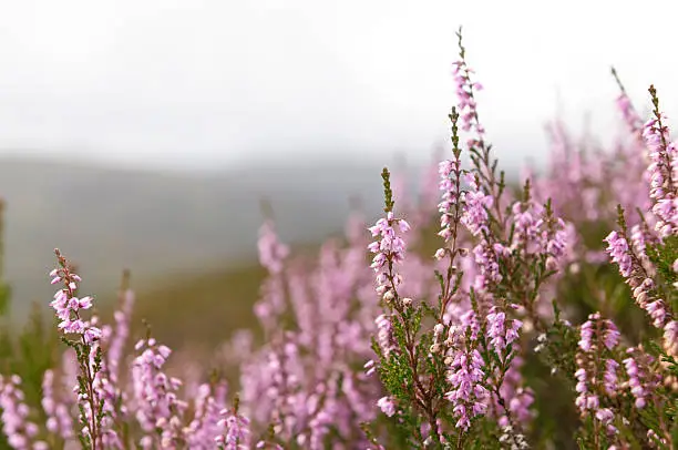 Heather in bloom in the hills of Scotland's Highlands.