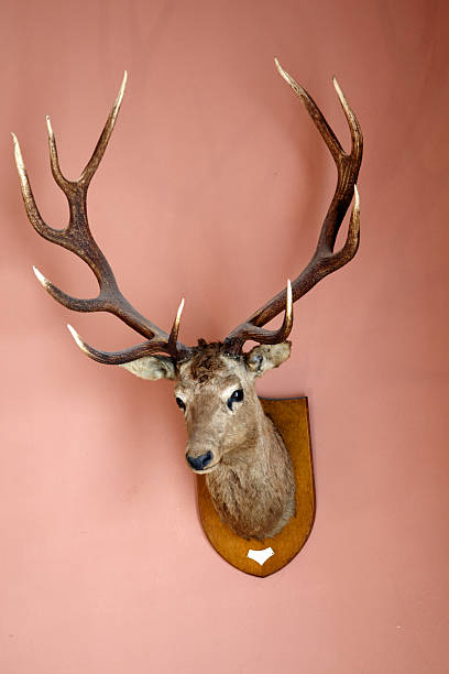 testa di cervo montato su una parete - deer stag wall animal head foto e immagini stock