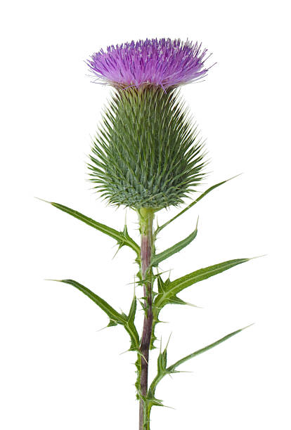Thistle isolated thistle bristlethistle stock pictures, royalty-free photos & images