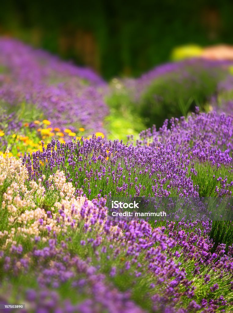 Tappo lavanda giardino - Foto stock royalty-free di Aiuola