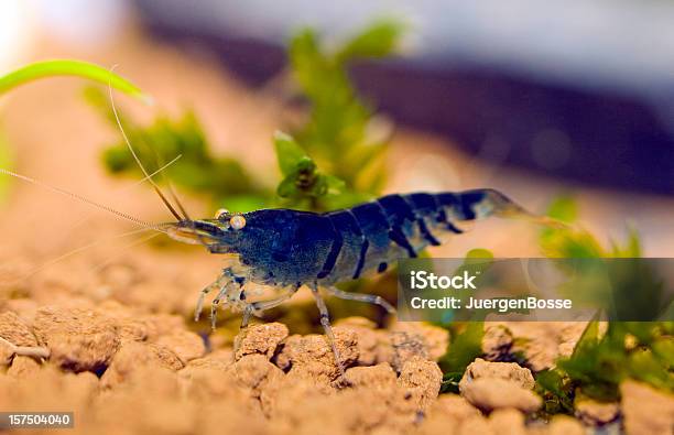 Closeup Of Blue Shrimp Stock Photo - Download Image Now - Underwater, Shrimp - Animal, Prawn - Animal