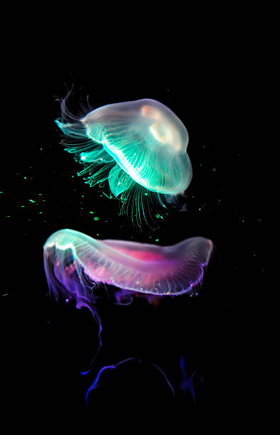 colorful jellyfish glowing jellyfishes on black background. jellyfish stock pictures, royalty-free photos & images