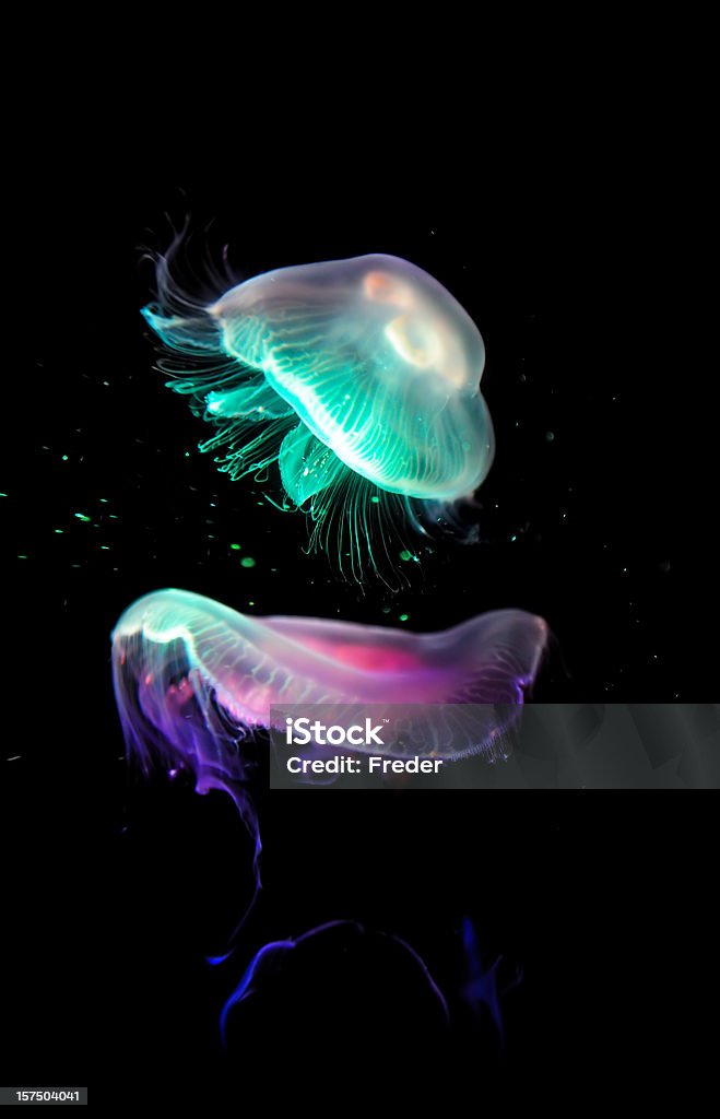 Kolorowe jellyfish - Zbiór zdjęć royalty-free (Meduza - Parzydełkowce)