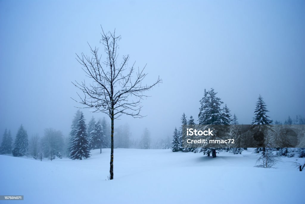 Soirée d'hiver - Photo de Arbre libre de droits