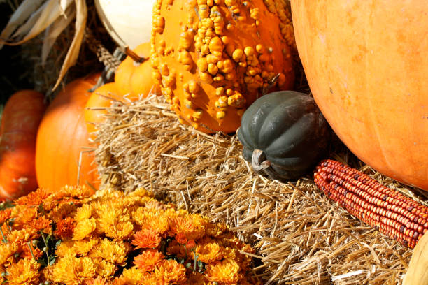Happy Thanksgiving! Stylish autumn composition on rustic background. Colorful autumn flowers, pumpkins, pattypan squashes on wooden table. Seasons greeting card, space for text. Hello Fall