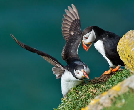 View of a Puffin scrambling to land on a cliff edge, watched by its curious mate. Saltee Island. Nikon D3