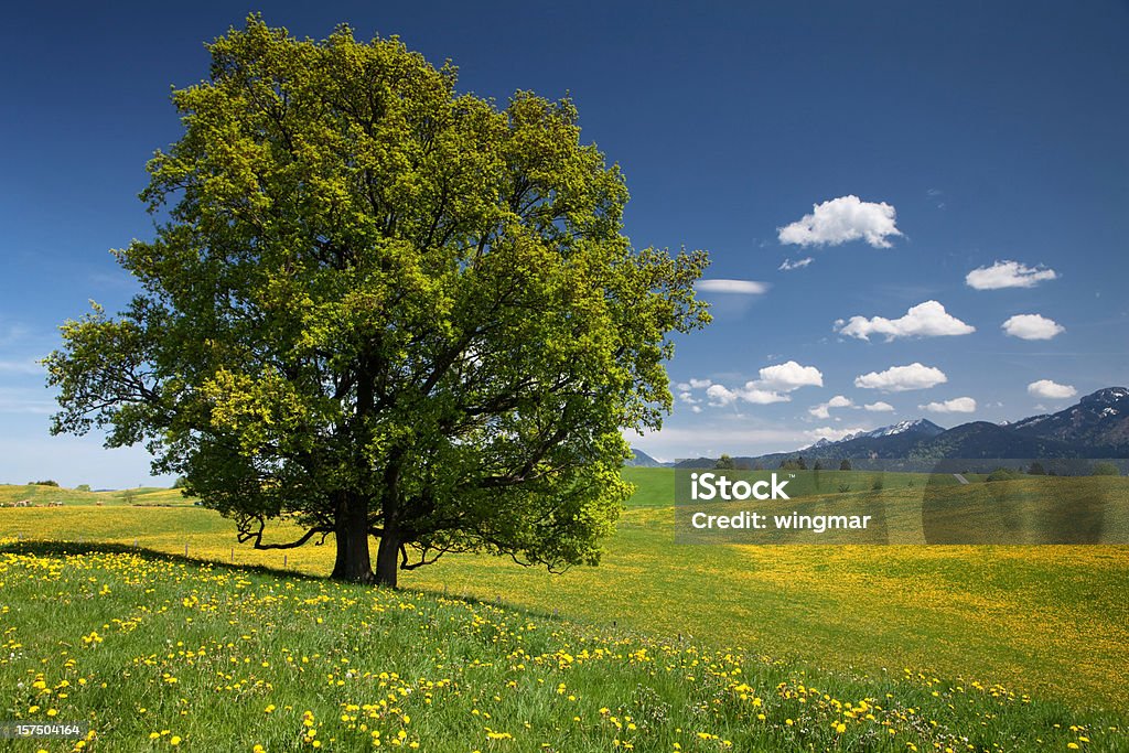 Spiaggia bavarese albero - Foto stock royalty-free di Agricoltura