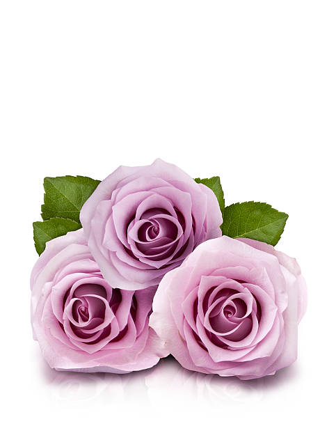 Lilac Roses stock photo