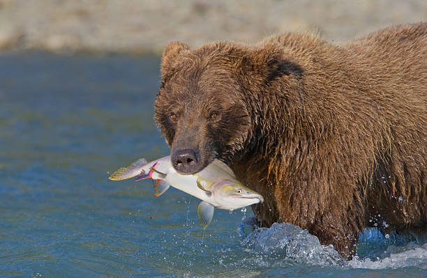 Grizzly Bear with Salmon  brown bear catching salmon stock pictures, royalty-free photos & images