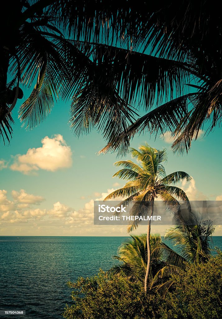 Palme in florida keys - Foto stock royalty-free di Florida - Stati Uniti