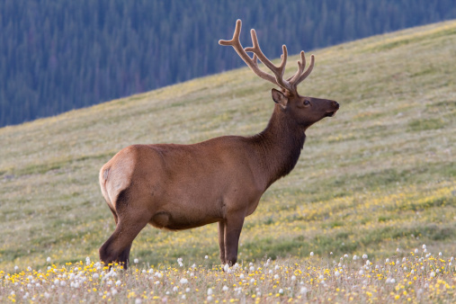 Male red deer, Cervus elaphus, posing in front of a bronze age burial mound and old oak trees in a large public park called Dyrehaven north of Copenhagen. The park is part of a UNESCO World Heritage Site called The Kings North Zealand