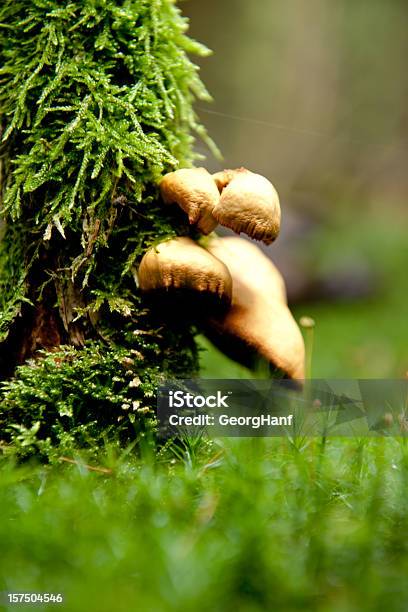 Mushrooms Stock Photo - Download Image Now - Autumn, Brown, Close-up