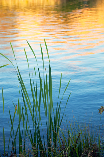 A calm, flat pond with reflections of a lily pad in a forest region.