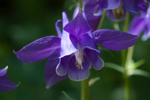 Close up shot of a single purple European columbine, Aquilegia vulgaris, shot at the Betty Ford Alpine Gardens in Vail, Colorado.  Unique to this species of the columbine, the vulgaris is easy to spot with its beautiful deep purple color and its nodding head.