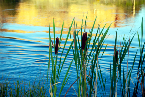 Reed grass in small lake reflecting the blue sky and the plant in the water