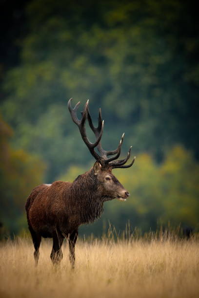 istock Large red buck sporting 12 point antlers 157504648