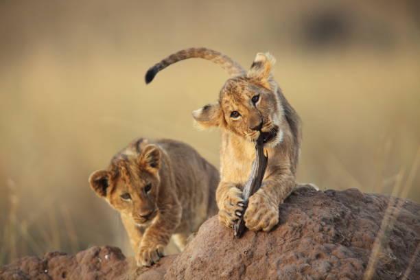 Two cute little lion cubs playing with a stick, on a termite mound in the Masai Mara, Kenya