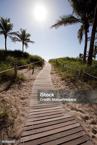 Percorso Per Il Beach Miami - Fotografie stock e altre immagini di Palma - Palma, Passerella di legno, Ambientazione esterna