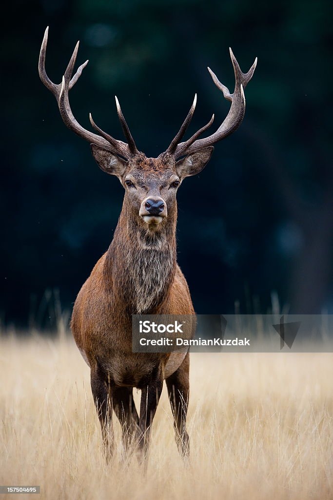 Red Deer Red Deer(Cervus elaphus) Deer Stock Photo