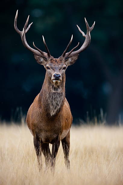 red deer - cervo - fotografias e filmes do acervo