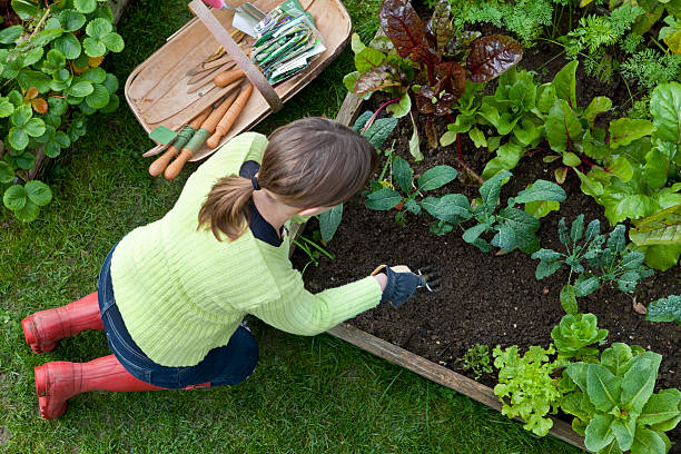 lady arrancando ervas daninhas um canto de uma berma-horta - vegetable garden vegetable high angle view weeding - fotografias e filmes do acervo