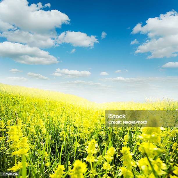 Sonnigen Tag Stockfoto und mehr Bilder von Bildhintergrund - Bildhintergrund, Blau, Blume