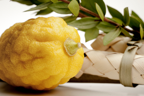 Jewish festival Sukkot in etrog yellow citron of traditional symbols religion