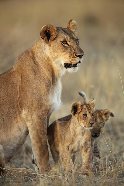 A lion cub nuzzling with its mother – Masai Mara, Kenya