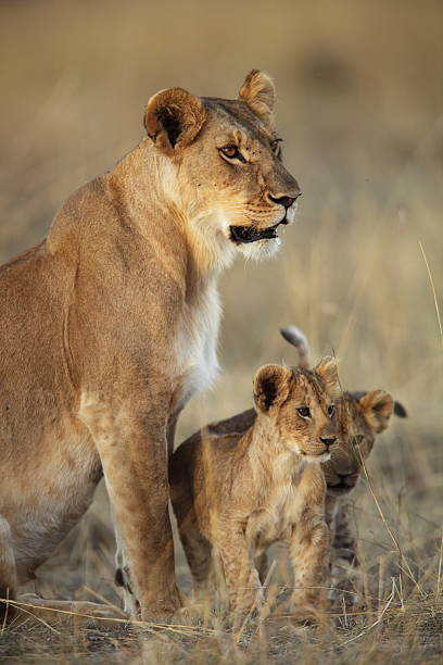 Lioness and her cubs stock photo