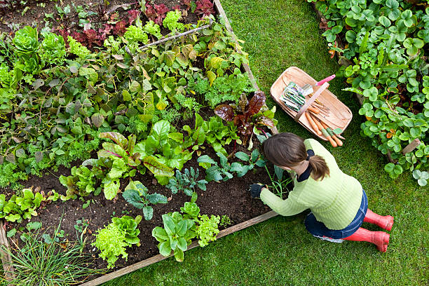 Overhead Shot of Woman Digging in a Vegetable Garden Birds eye view of a woman gardener weeding an organic vegetable garden with a hand fork, while kneeling on green grass and wearing red wellington boots. garden stock pictures, royalty-free photos & images