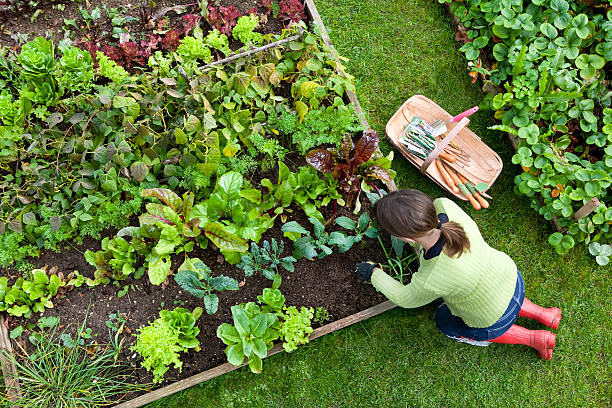 Overhead Shot of Woman Digging in a Vegetable Garden Birds eye view of a woman gardener weeding an organic vegetable garden with a hand fork, while kneeling on green grass and wearing red wellington boots. green fingers stock pictures, royalty-free photos & images