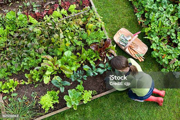 Zdjęcie Z Kobieta Kopać W Ogród Warzywny - zdjęcia stockowe i więcej obrazów Ogród warzywny - Ogród warzywny, Kwietnik, Ogrodnictwo - Zajęcie rekreacyjne